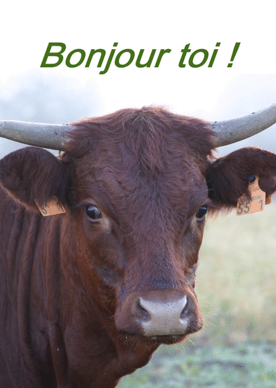 Carte Bonjour Toi La Vache : Envoyer une Carte Pour Dire  Carte Bonjour Toi La Vache : Envoyer une Carte Pour Dire
